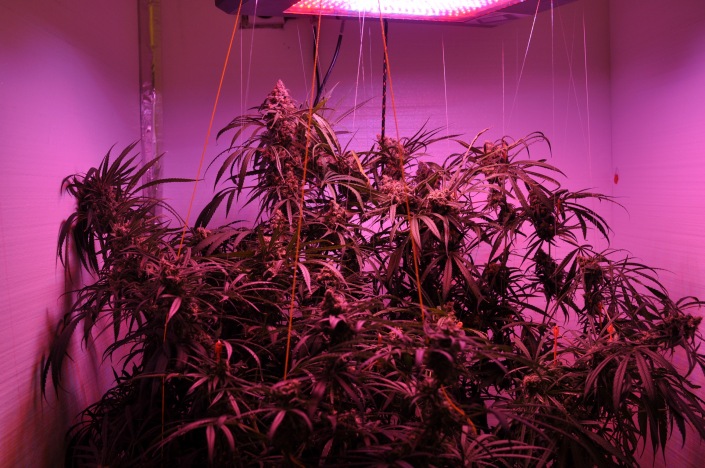 Providing the Perfect light spectrum yields the Perfect Harvest